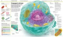 Енциклопедія знань. Тіло людини. Енциклопедії DK